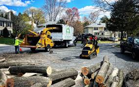 How Our Tree Care Process Works  in  Middletown, VA