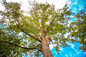 Best Lawn Maintenance Plans  in Middletown, VA