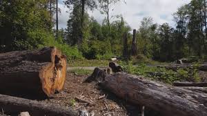 Best Hazardous Tree Removal  in Middletown, VA