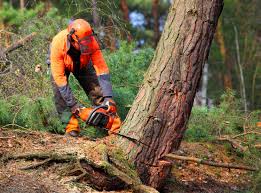 Best Tree Cabling and Bracing  in Middletown, VA