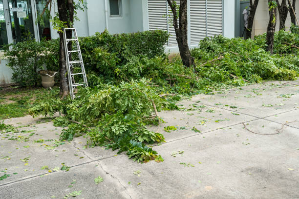 Best Leaf Removal  in Middletown, VA
