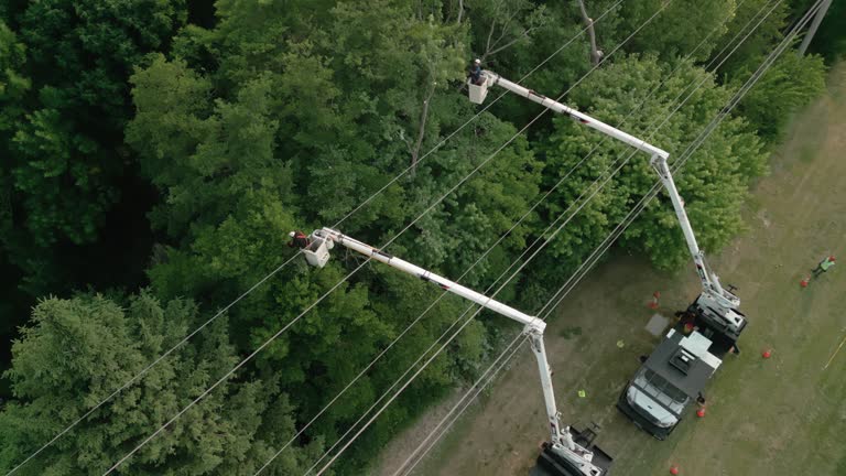 Middletown, VA Tree Services Company