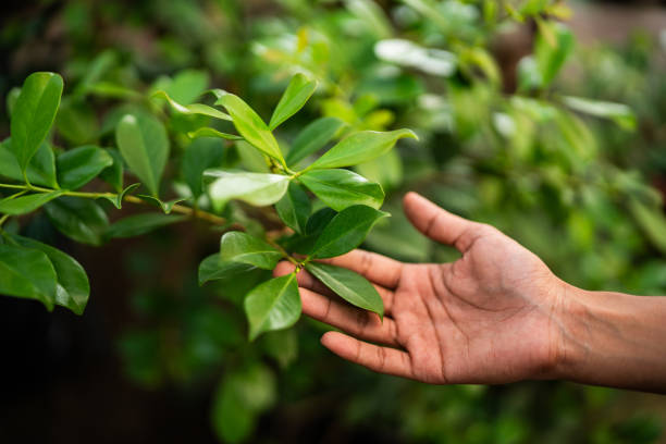 Best Tree Maintenance Programs  in Middletown, VA