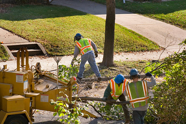 Best Tree Removal  in Middletown, VA