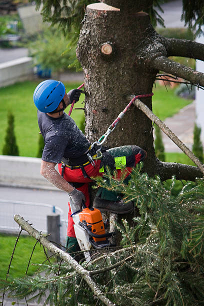  Middletown, VA Tree Services Pros