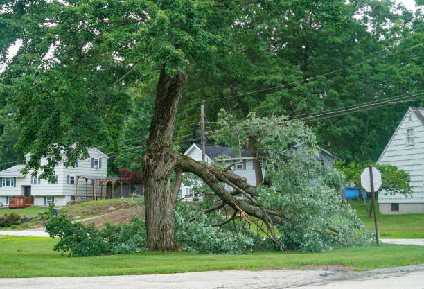 Best Arborist Consultation Services  in Middletown, VA
