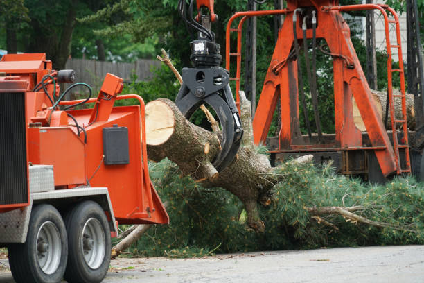 Best Grass Overseeding  in Middletown, VA