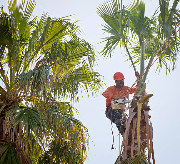 Best Tree and Shrub Care  in Middletown, VA