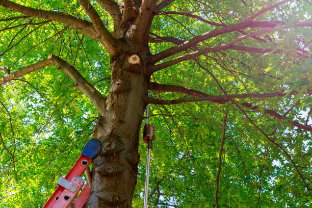 Best Fruit Tree Pruning  in Middletown, VA